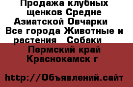 Продажа клубных щенков Средне Азиатской Овчарки - Все города Животные и растения » Собаки   . Пермский край,Краснокамск г.